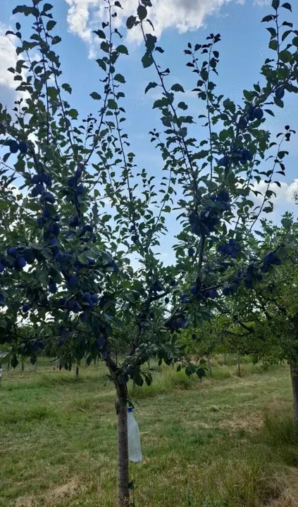 Vindem teren pentru casă și livadă de prun