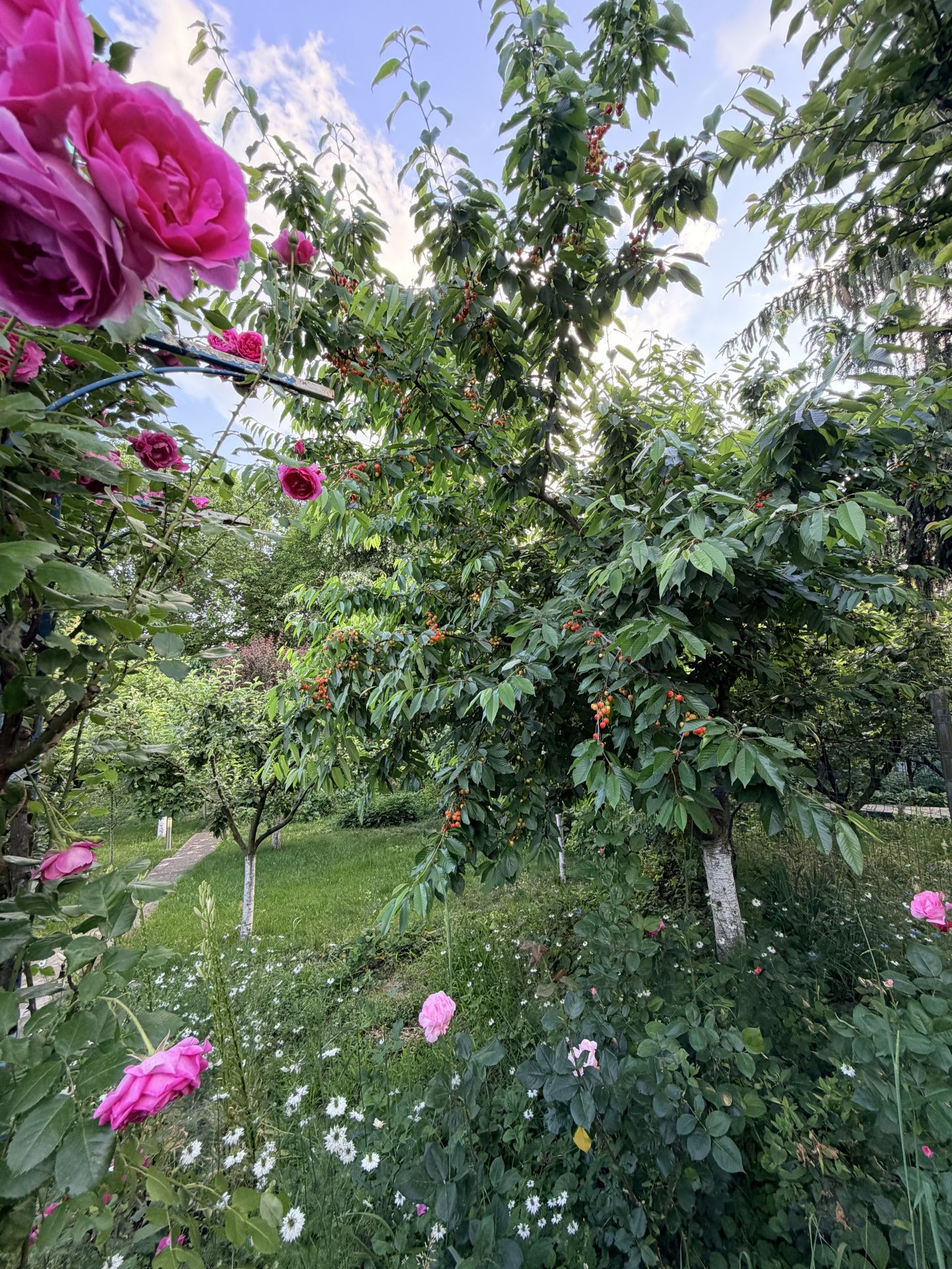 Imagine 2490